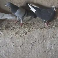 کفتر|پرنده|گلپایگان, |دیوار