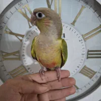 طوطی گرینچیک