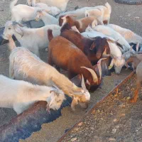 تعدادی چپش چاق جوخوار