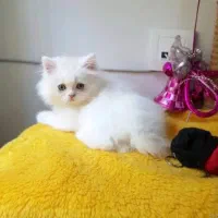 گربه