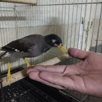 جوجه مینا 3ماهه