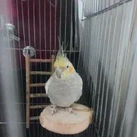 عروس هلندی نر و ماده