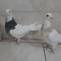 ماده طوقی