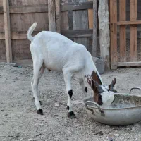 کهره نری