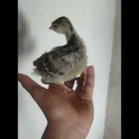 فروش جوجه بوقلمون
