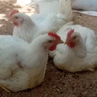 مرغ گوشتی محلی