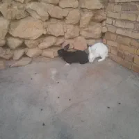 خرگوش