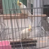عروس هلندی مولد و دو بچه