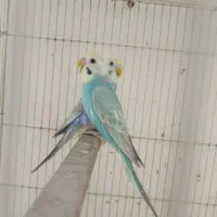 مرغ عشق رینبو