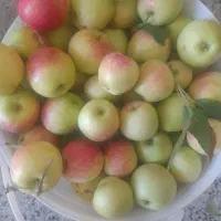 سیب گلاب
