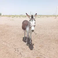 الاغ گله ای جوان