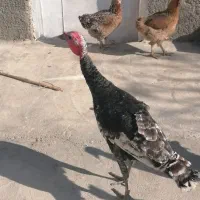 حیوانات|حیوانات مزرعه|دهدشت, |دیوار