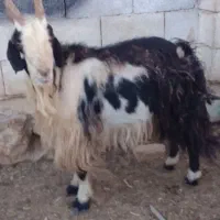 دبر|حیوانات مزرعه|بروجن, |دیوار
