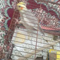 عروس هلندی ماده