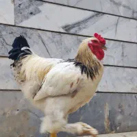 مرغ و خروس برهما لایت