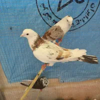 کفتر|پرنده|تهران, سجاد|دیوار