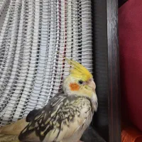 عروس هلندی گم شده