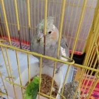 عروس هلندی