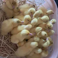 جوجه اردک اسراعیلی تخمگذار در فومن