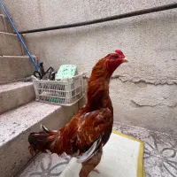 خروس لاری