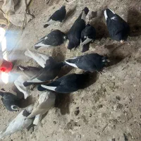 کبوتر پلنگ