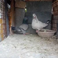 کبوتر پرشی