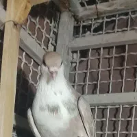 ۶تا کفتر پریده تخم جوجه ای معاوضه