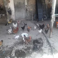 مرغ