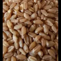 گندوم درجه یک آبی دون درشت