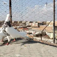 باسلام خسته نباشیدهفت جفت نروماده طوقی خشکل