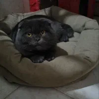 اسکاتیش بلو نر جهت جفت گیری