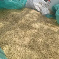 فروش جو با قیمت مناسب
