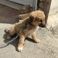 توله سگ سرابی