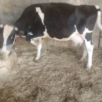 گاوهلشتاین اصل