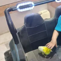 پرنده