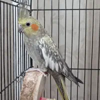 عروس نر و ماده اماده