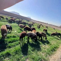 گوسفنده بز بره