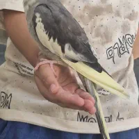 این عروس هلندی گم شده