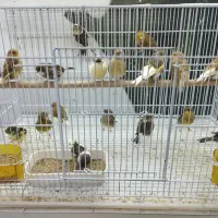 فروش انواع قناری خانگی
