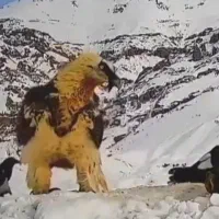 مکانیک وتعمیرکار و جلوبندساز سیار ماشین سواری