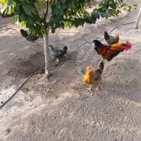۵عد مرغ و ۱عدد خروس