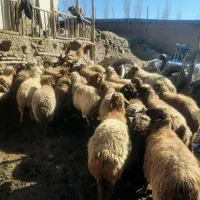 افشار  کردی بره دار