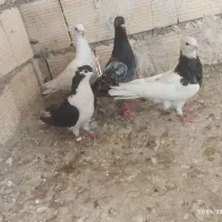 گرفتنی همه دوری شرط دور