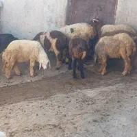 گوسفندو‌بره