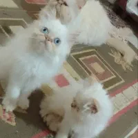 گربه پرشین