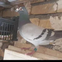 پلاکی قلدور ۱۰تا ویک جفت طوقی جوجه