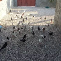 ‌کبوتر