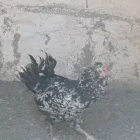 مرغ گلین