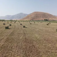 یونجه ذرجه یگ