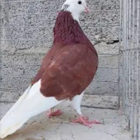 کفتر ضمانتی کتبی. ۷ساعت
